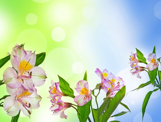 alstromeria flowers isolated on bokeh background