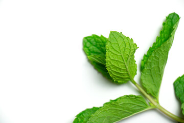 mint leaves isolated on white