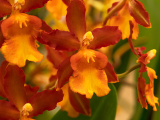 Closeup of the bright orange flowers of the orchid Cambria catatante
