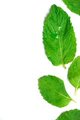 green mint leaf on white background