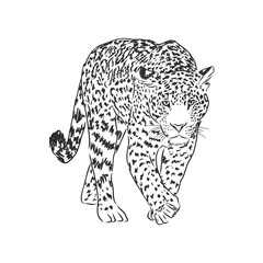 Jaguar. Hand drawn sketch illustration isolated on white background. Jaguar animal, vector sketch illustration