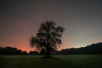 Nocne niebo nad Wielkopolska,Poland. W tle drzewo i wielki wóz.