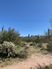 Dessert landscape with green brush and cactuses