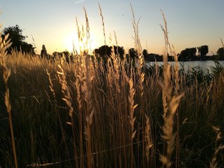 sunset in the field