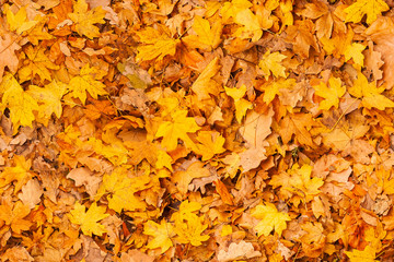 Naklejka na ściany i meble A lot of yellow and orange dry leaves lying on the ground