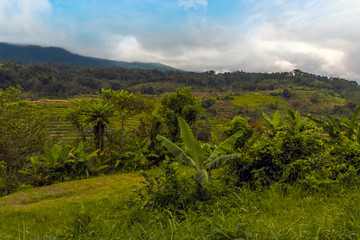 Fototapeta na wymiar Rice terraces in plantations in the highlands of Bali, Asia