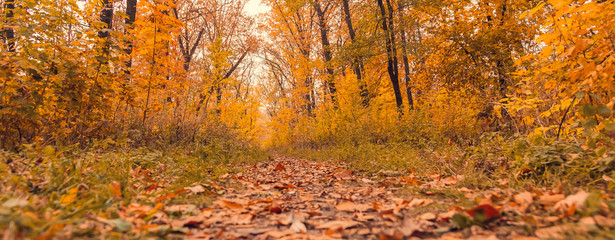 Pathway in the autumn forest, among trees and shrubs, photography from the ground.