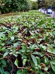 View of the city from the bush