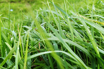 green grass after rain in the meadow