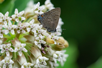 Banded Hairstreak on Milkweed Flowers