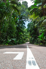 asphalt road through the tropical forest