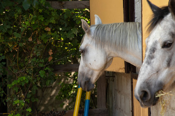 white horse in a stable on a farm in Ukraine close-up