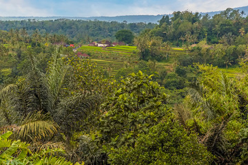 Obraz premium A view across the jungle canopy towards rice terraces in the highlands of Bali, Asia