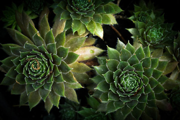 Small green succulent plants growing in natural sunlight