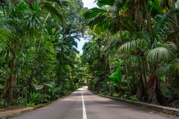 asphalt road through the tropical forest - 371501817
