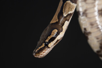Boa constrictor on a black background.