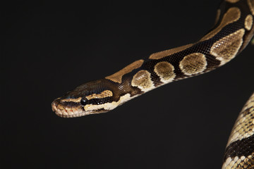 Boa constrictor on a black background.