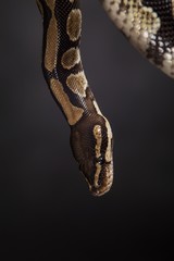Boa constrictor on a black background.
