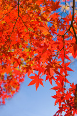 Naklejka na ściany i meble Autumn leaves with blue sky