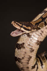 Boa constrictor on a black background.