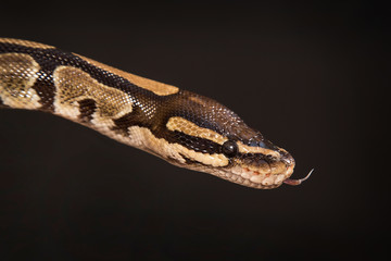 Boa constrictor on a black background.