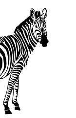 Fototapeta na wymiar Graphical zebra isolated, vector design cover
