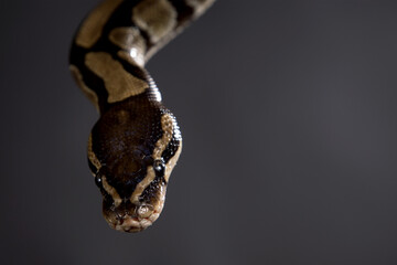 Boa constrictor on a black background.