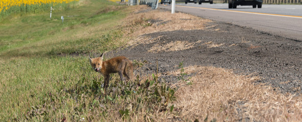 A small Fox cub looks for food on the side of the road. The skinny and dirty kid is hungry. Orphan.