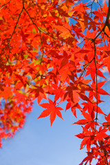Autumn leaves with blue sky