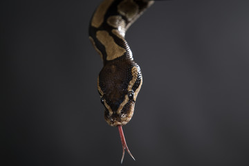 Boa constrictor on a black background.