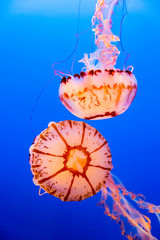 Two purple striped jelly fish on a dark blue background