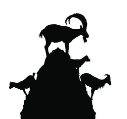 Mountain alps goats on rock on top of the hill vector silhouette illustration isolated on white background. Wild animal symbol. Ibex goat couple, male and female with goatling. Wildlife animal family