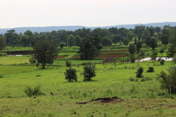 Fototapeta na wymiar rural landscape with trees