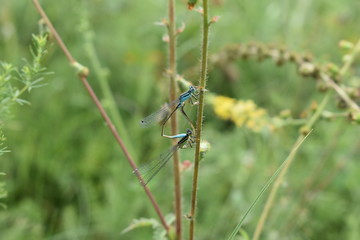 dragonfly