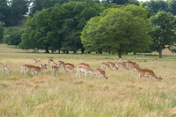 Naklejka na ściany i meble Herd of Fallow Deer grazing in open countryside, in the south of England.