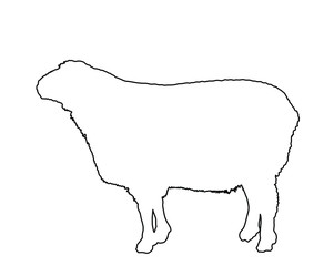 Sheep vector line contour silhouette illustration isolated on white. Lamb meat. Butcher shop template for craft food packaging or restaurant design. Domestic animal symbol.