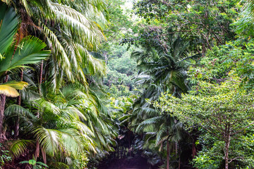 Tropical vegetation in the Seychelles