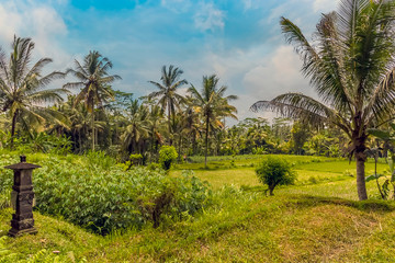 Fototapeta na wymiar Rice fields and palm trees with a jungle backdrop in Bali, Asia