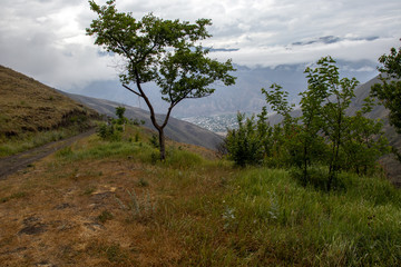 Obraz premium the tree against the backdrop of the mountains. A lonely tree in a valley in the mountains. Tree against the background of mountains and sky. Caucasian mountains