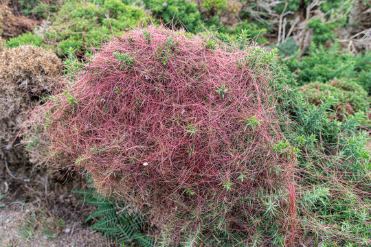 Red Dodder growing on gorse on the moors in Cornwall