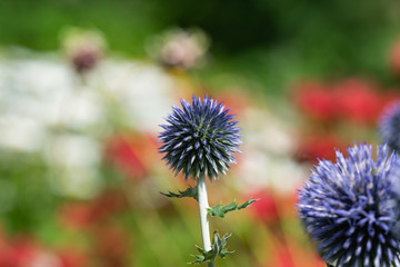Globe Thistle Flowers in Summer