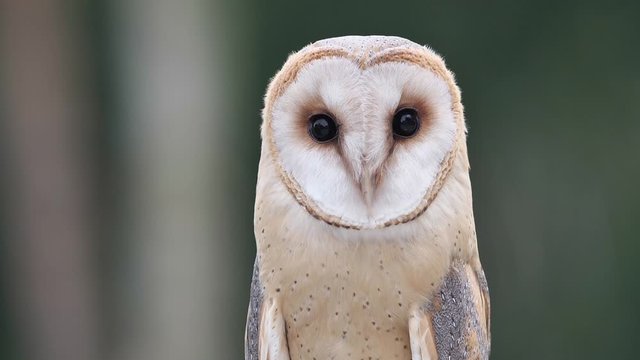 Schleiereule, Tyto alba, close up vom Kopf, schaut direkt in die Kamera und verdreht den Kopf, slow motion