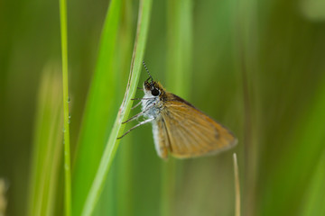 Least Skipper on Leaf in Summer