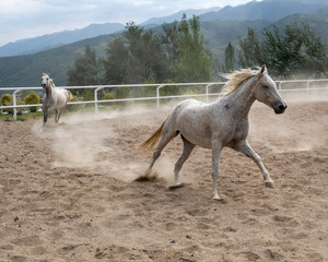 horses on the farm