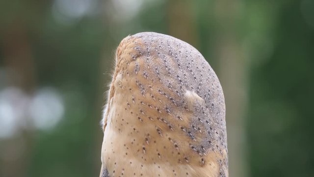 Schleiereule, Tyto alba, verdreht den Kopf in alle Richtungen und schaut direkt in die Kamera, 50fps