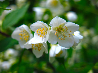 fragrant Jasmine in the garden blooms in summer with white flowers