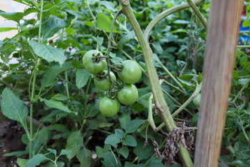 cherry tomatoes