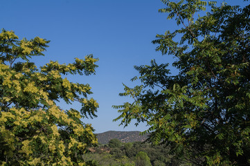 widok góry zieleń drzewa natura