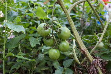 cherry tomatoes