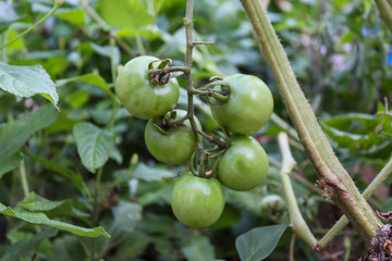 cherry tomatoes